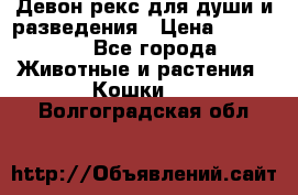 Девон рекс для души и разведения › Цена ­ 20 000 - Все города Животные и растения » Кошки   . Волгоградская обл.